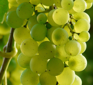 Foto: Hans Braxmeier / Pixabay