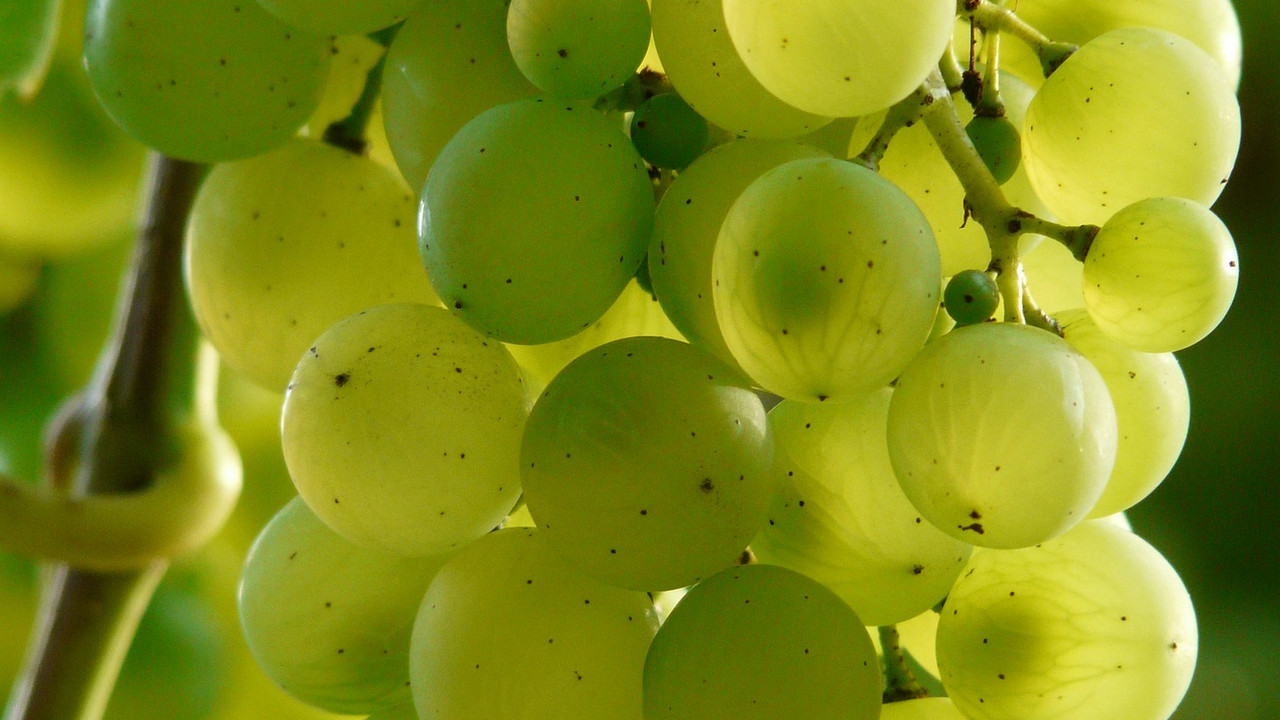 Foto: Hans Braxmeier / Pixabay