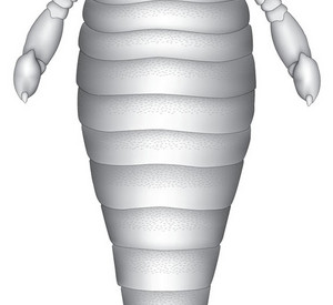 Rekonstruktionszeichnung eines Seeskorpions Jaekelopterus rhenaniae (Zeichnung: S. Powell/Bristol, mit freundlicher Genehmigung). Körperlänge bis zu 2,50 Meter.