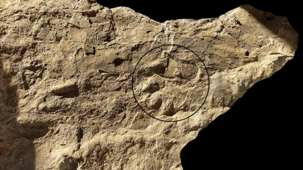 Trittsiegel eines Reptils © GDKE  Landesarchäologie/ Erdgeschichte