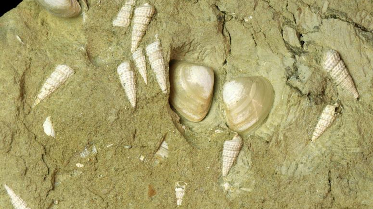 Handstück mit zahlreichen Brackwasser-Schlammschnecken (Potamides lamarcki) und Körbchenmuscheln (Polymesoda subarata subarata)  © GDKE, LA/Erdgeschichte